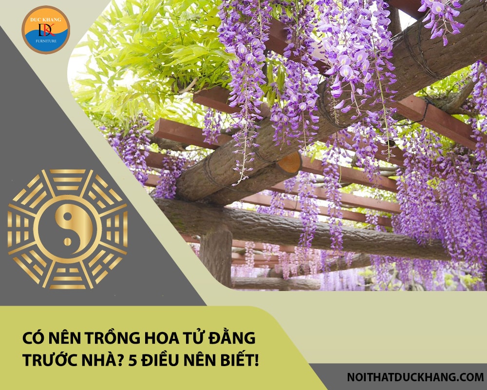 Có nên trồng hoa tử đằng trước nhà? 5 điều nên biết!