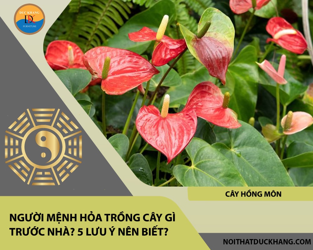 Người mệnh Hỏa trồng cây gì trước nhà - Cây hồng môn