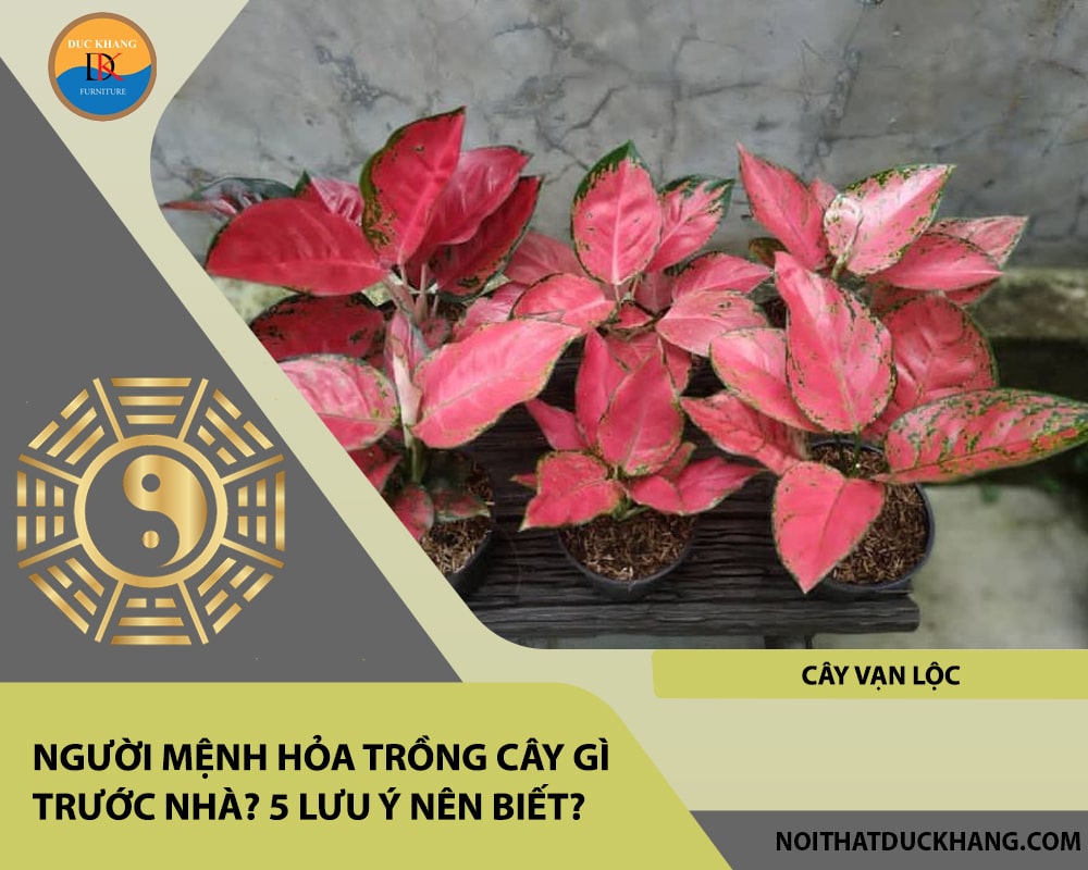 Người mệnh Hỏa trồng cây gì trước nhà - Cây vạn lộc