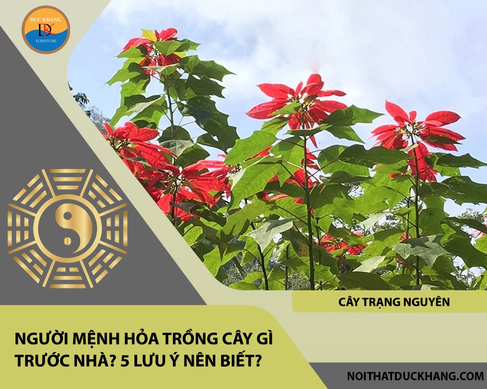 Người mệnh Hỏa trồng cây gì trước nhà - Cây trạng nguyên