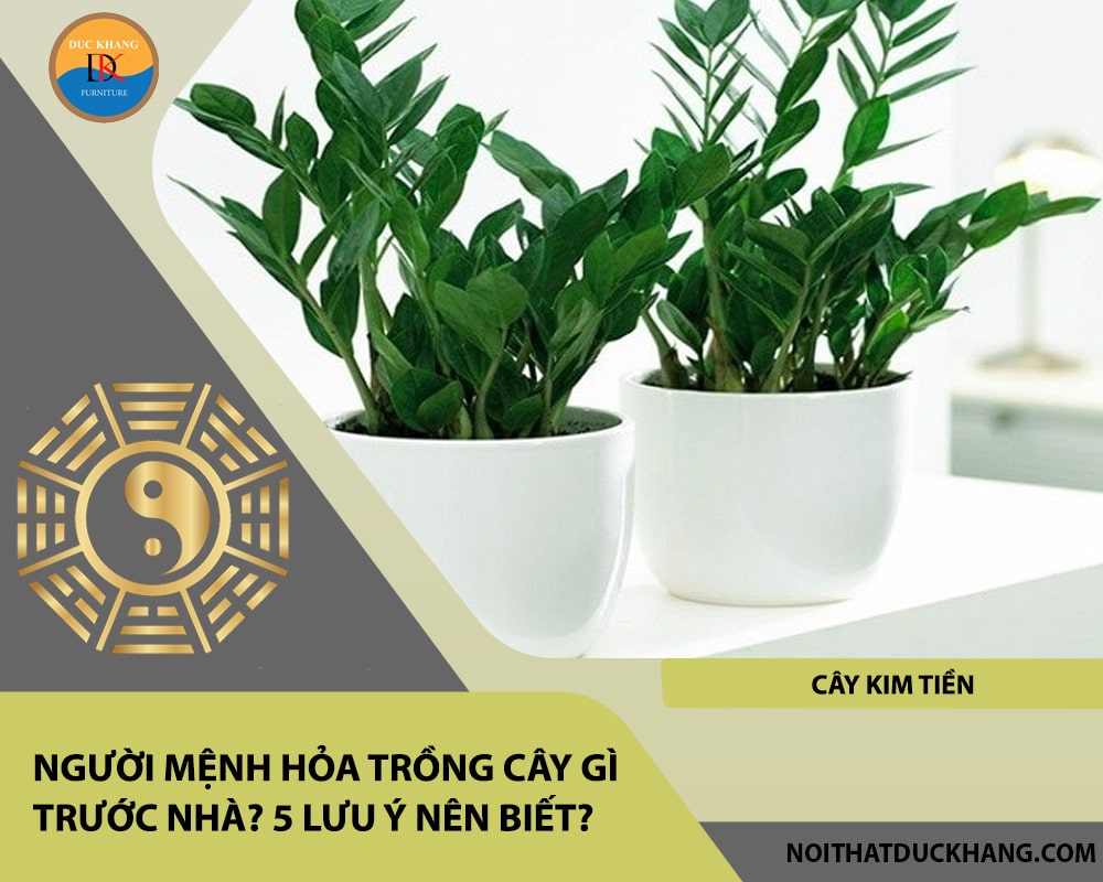 Người mệnh Hỏa trồng cây gì trước nhà - Cây kim tiền
