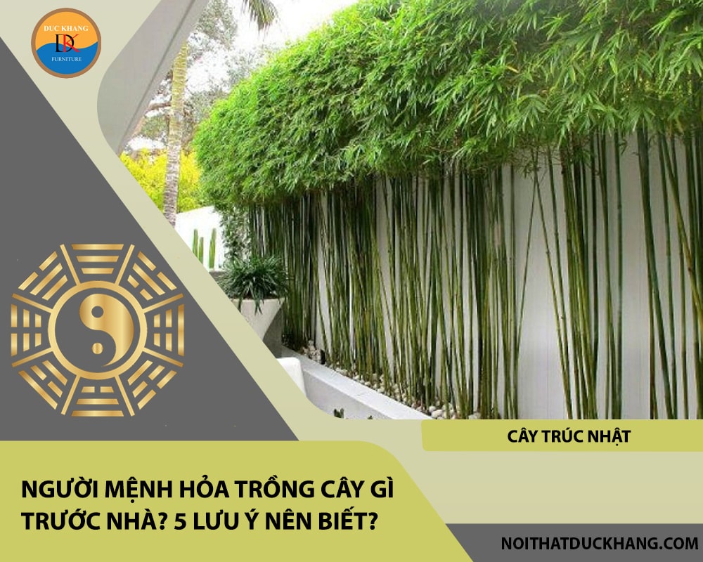 Người mệnh Hỏa trồng cây gì trước nhà - Cây trúc nhật