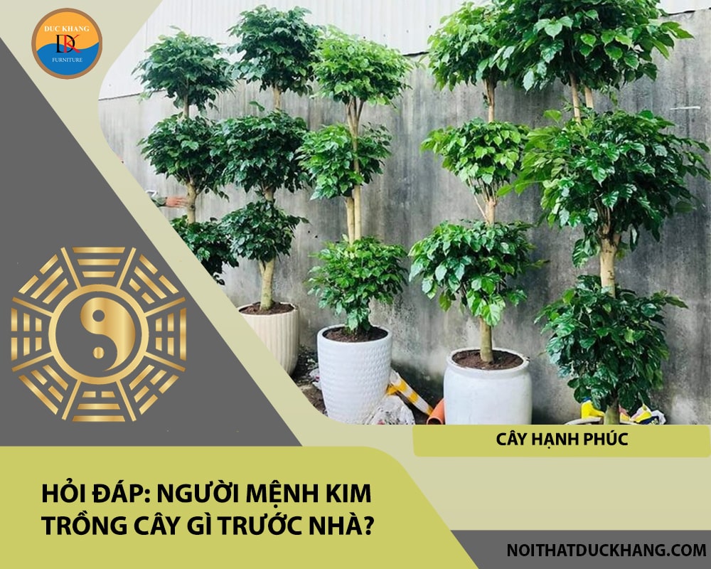 Người mệnh Kim trồng cây gì trước nhà - Cây hạnh phúc Người mệnh Kim trồng cây gì trước nhà - Cây hạnh phúc