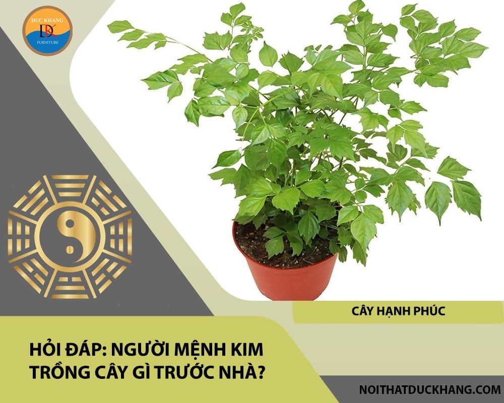 Người mệnh Kim trồng cây gì trước nhà - Cây hạnh phúc Người mệnh Kim trồng cây gì trước nhà - Cây hạnh phúc