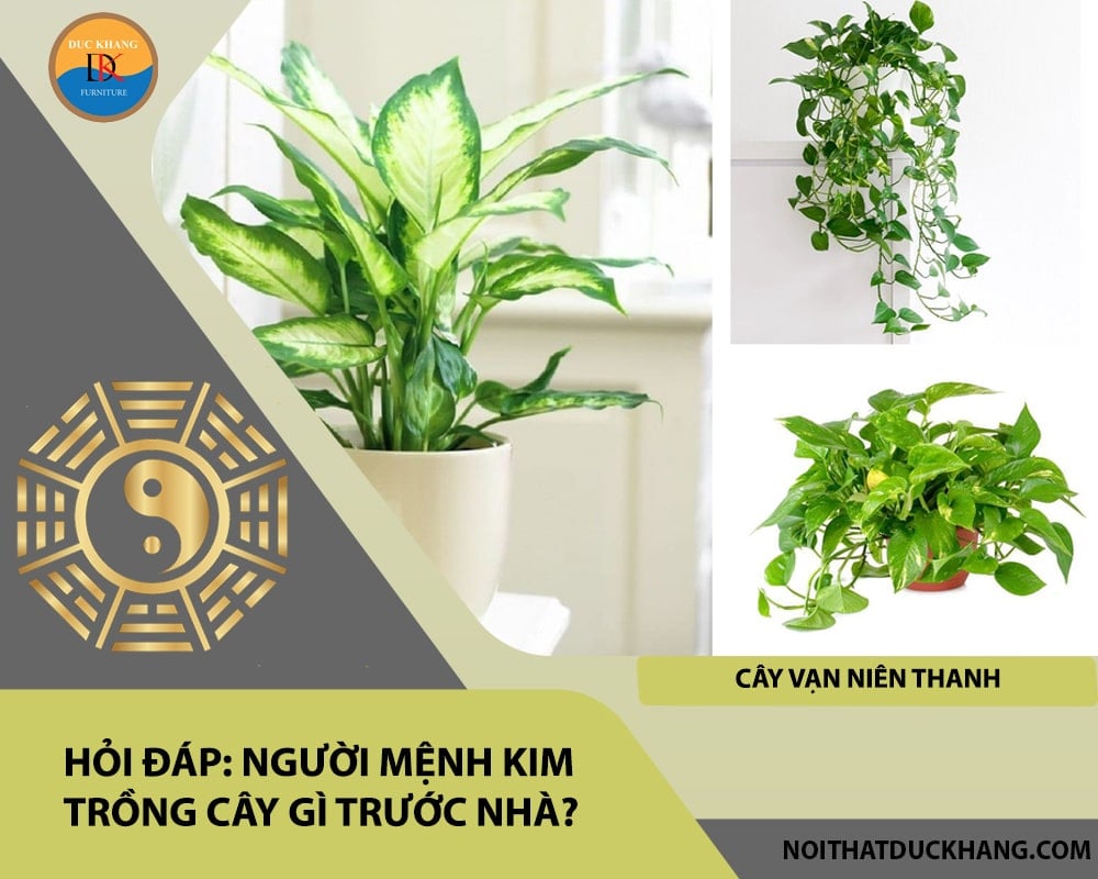 Hỏi đáp: Người mệnh Kim trồng cây gì trước nhà?