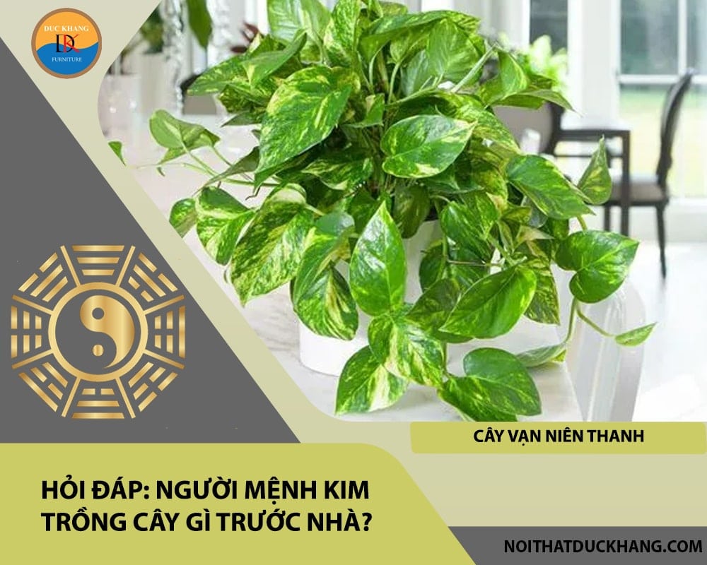 Người mệnh Kim trồng cây gì trước nhà - Cây vạn niên thanh Người mệnh Kim trồng cây gì trước nhà - Cây vạn niên thanh