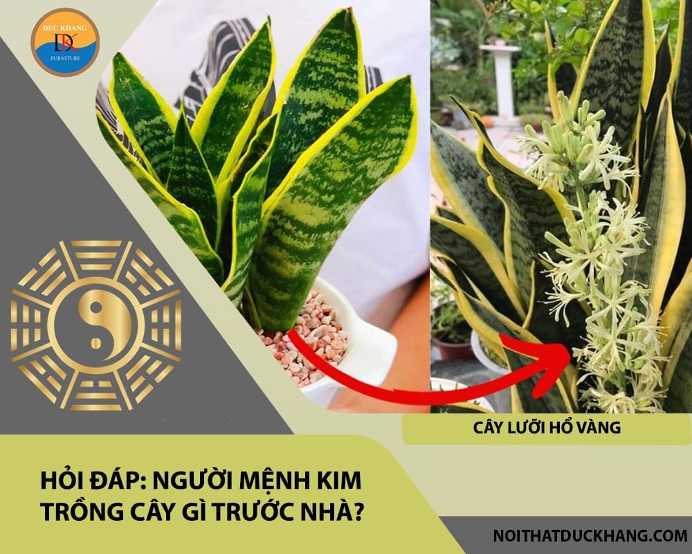 Người mệnh Kim trồng cây gì trước nhà - Cây lưỡi hổ vàng Người mệnh Kim trồng cây gì trước nhà - Cây lưỡi hổ vàng