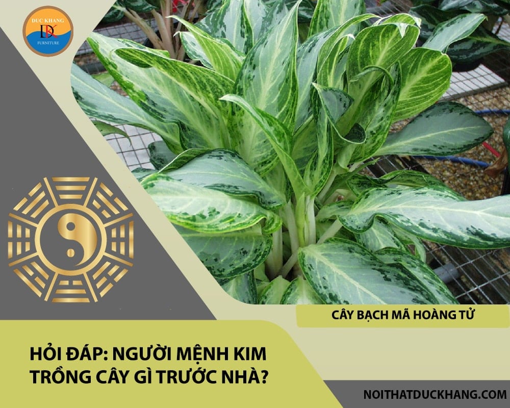Người mệnh Kim trồng cây gì trước nhà - Cây bạch mã hoàng tử Người mệnh Kim trồng cây gì trước nhà - Cây bạch mã hoàng tử