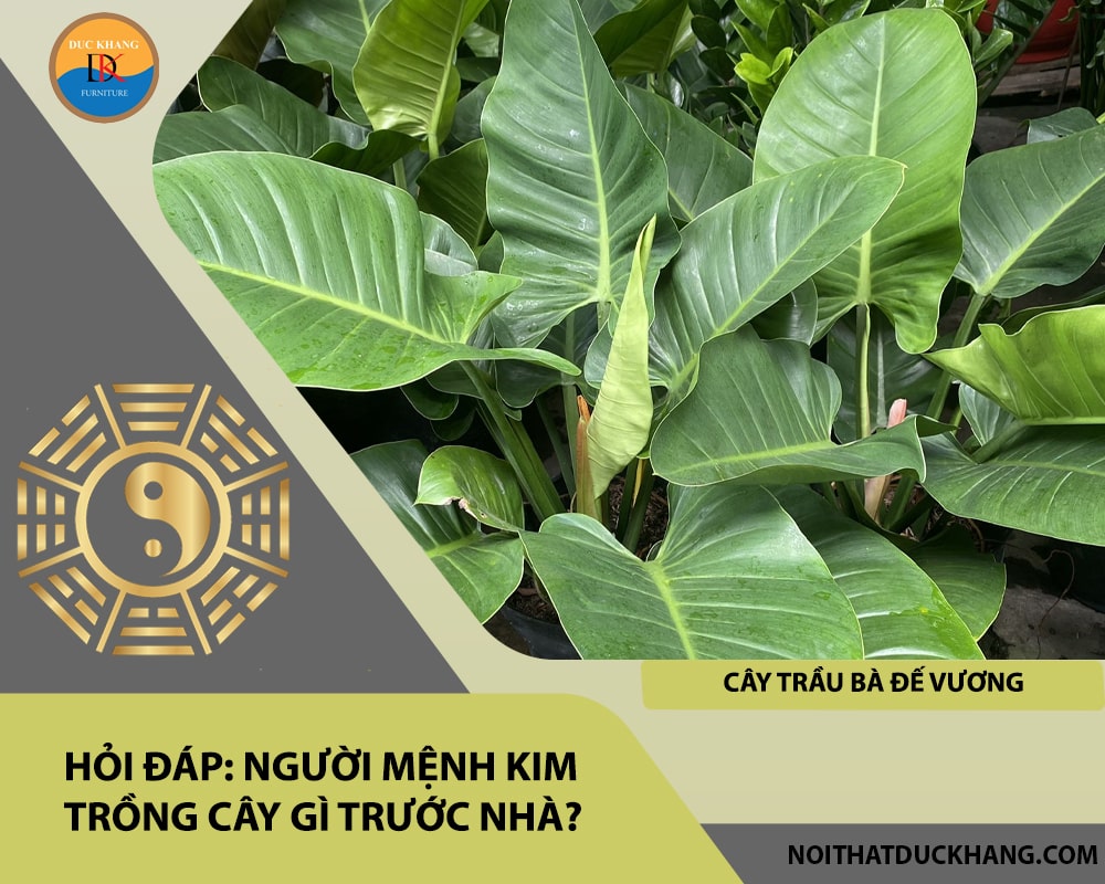 Người mệnh Kim trồng cây gì trước nhà - Cây trầu bà đế vương Người mệnh Kim trồng cây gì trước nhà - Cây trầu bà đế vương