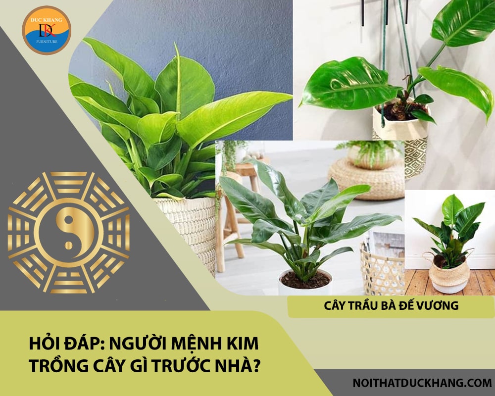Người mệnh Kim trồng cây gì trước nhà - Cây trầu bà đế vương Người mệnh Kim trồng cây gì trước nhà - Cây trầu bà đế vương