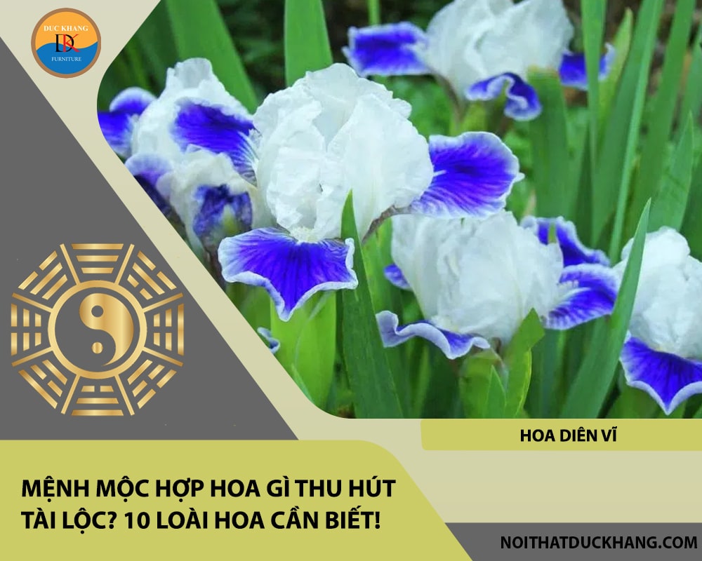 Mệnh Mộc hợp hoa gì thu hút tài lộc - Hoa diên vĩ Mệnh Mộc hợp hoa gì thu hút tài lộc - Hoa diên vĩ