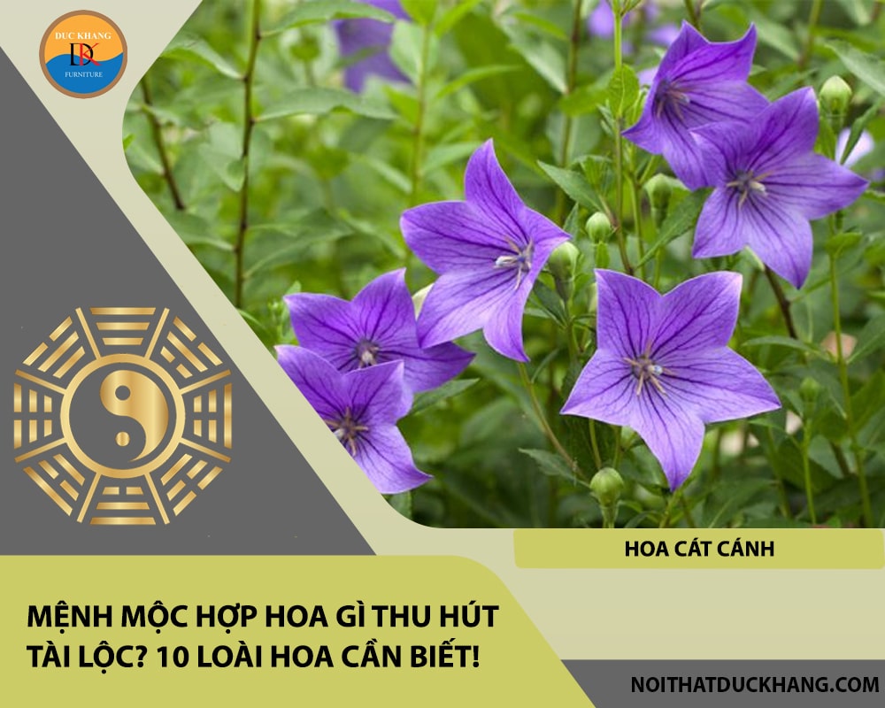 Mệnh Mộc hợp hoa gì thu hút tài lộc - Hoa cát cánh Mệnh Mộc hợp hoa gì thu hút tài lộc - Hoa cát cánh