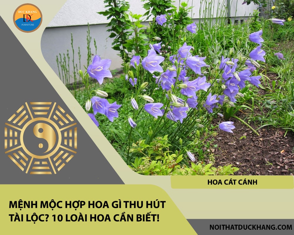 Mệnh Mộc hợp hoa gì thu hút tài lộc - Hoa cát cánh Mệnh Mộc hợp hoa gì thu hút tài lộc - Hoa cát cánh