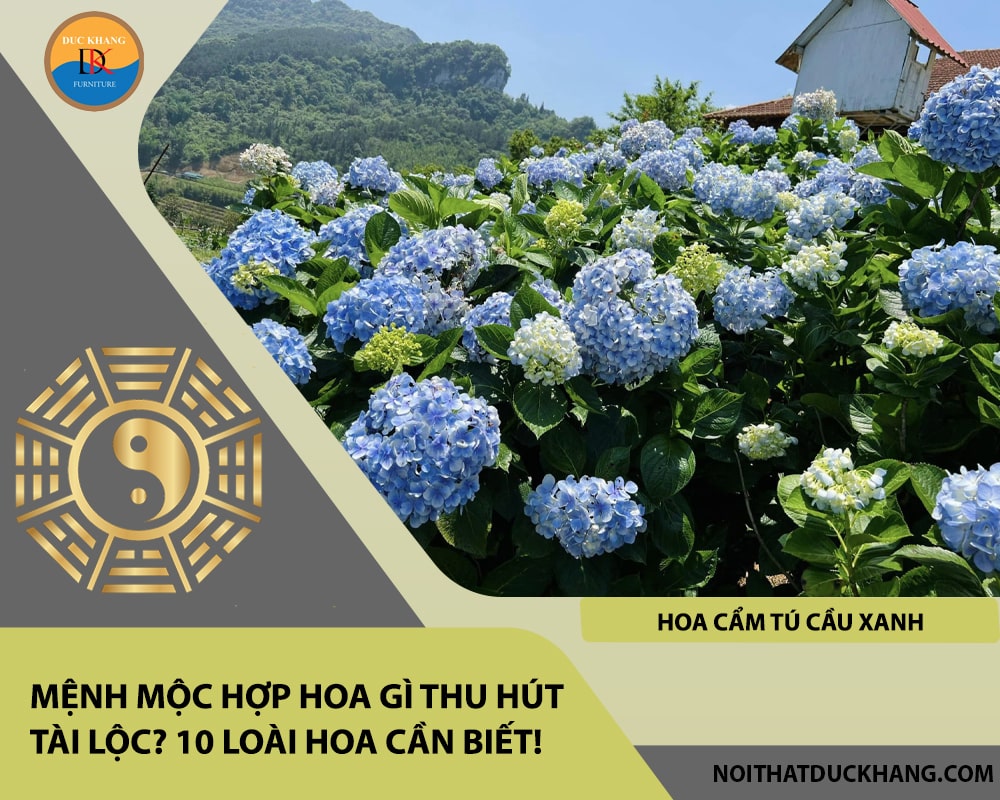 Mệnh Mộc hợp hoa gì thu hút tài lộc - Hoa cẩm tú cầu xanh Mệnh Mộc hợp hoa gì thu hút tài lộc - Hoa cẩm tú cầu xanh