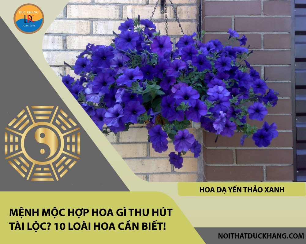 Mệnh Mộc hợp hoa gì thu hút tài lộc - Hoa dạ yến thảo xanh Mệnh Mộc hợp hoa gì thu hút tài lộc - Hoa dạ yến thảo xanh