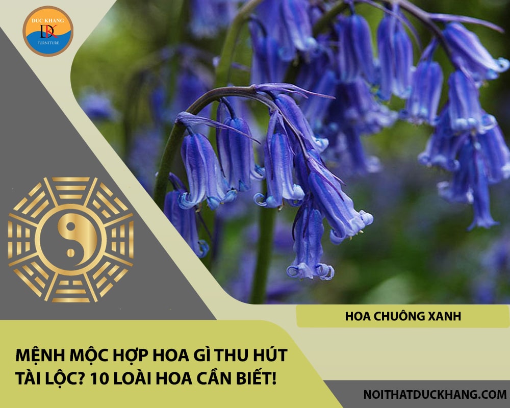 Mệnh Mộc hợp hoa gì thu hút tài lộc - Hoa chuông xanh Mệnh Mộc hợp hoa gì thu hút tài lộc - Hoa chuông xanh