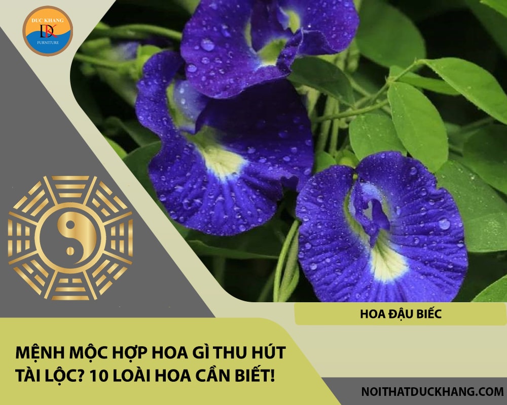 Mệnh Mộc hợp hoa gì thu hút tài lộc - Hoa đậu biếc Mệnh Mộc hợp hoa gì thu hút tài lộc - Hoa đậu biếc