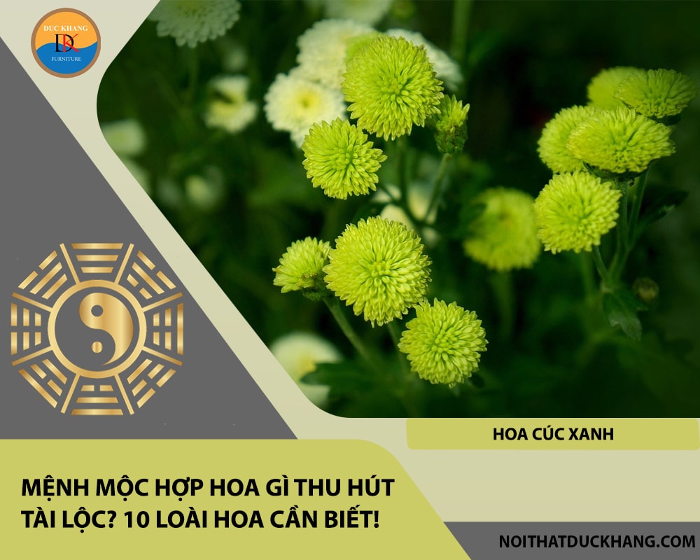 Mệnh Mộc hợp hoa gì thu hút tài lộc - Hoa cúc xanh Mệnh Mộc hợp hoa gì thu hút tài lộc - Hoa cúc xanh