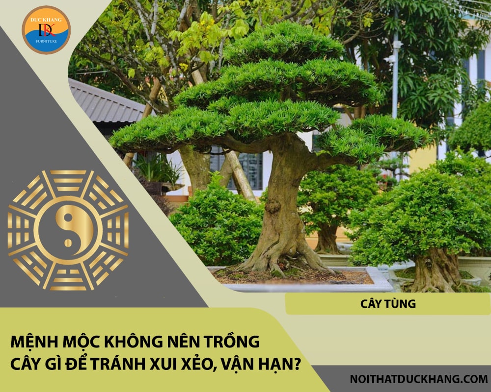 Mệnh Mộc không nên trồng cây gì để tránh xui xẻo, vận hạn - Cây tùng Mệnh Mộc không nên trồng cây gì để tránh xui xẻo, vận hạn - Cây tùng