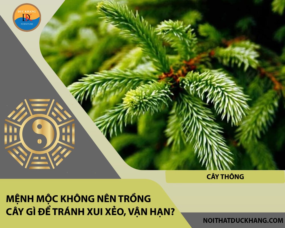 Mệnh Mộc không nên trồng cây gì để tránh xui xẻo, vận hạn - Cây thông Mệnh Mộc không nên trồng cây gì để tránh xui xẻo, vận hạn - Cây thông