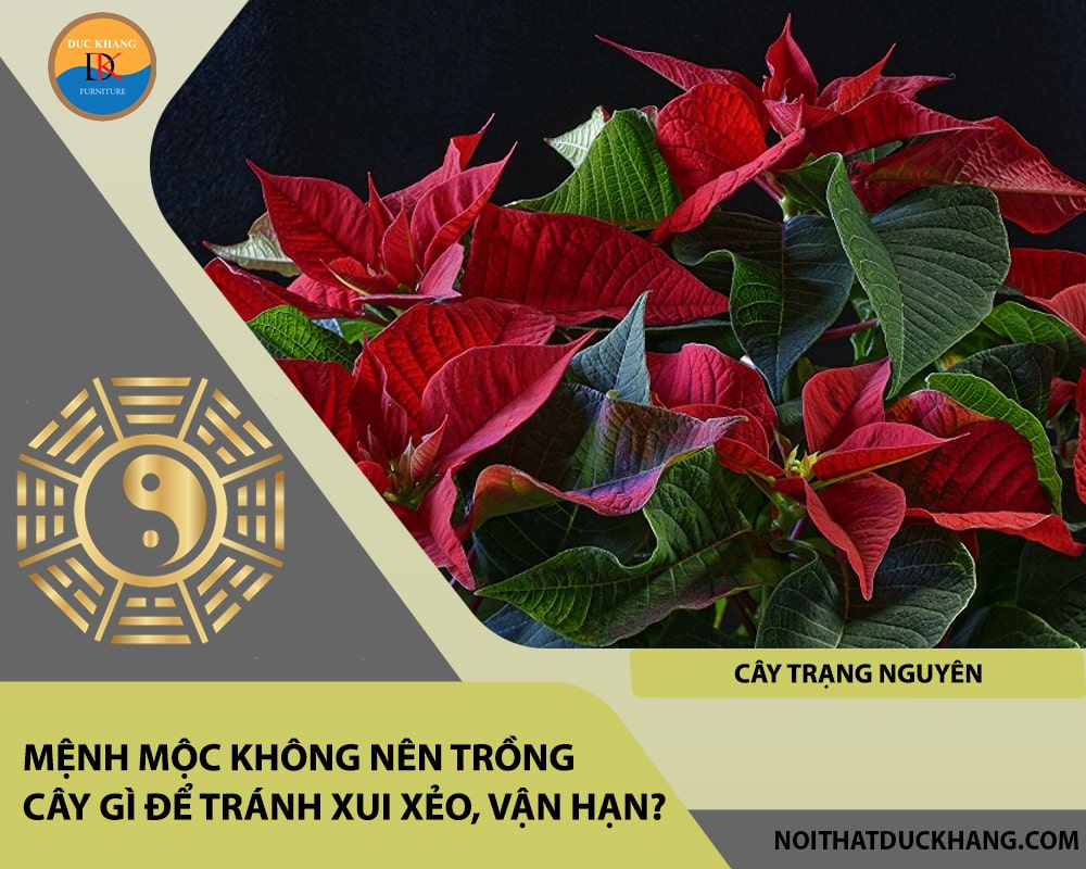 Mệnh Mộc không nên trồng cây gì để tránh xui xẻo, vận hạn - Cây trạng nguyên Mệnh Mộc không nên trồng cây gì để tránh xui xẻo, vận hạn - Cây trạng nguyên