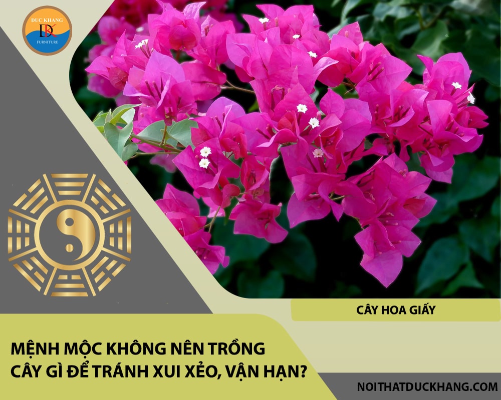 Mệnh Mộc không nên trồng cây gì để tránh xui xẻo, vận hạn - Cây hoa giấy Mệnh Mộc không nên trồng cây gì để tránh xui xẻo, vận hạn - Cây hoa giấy