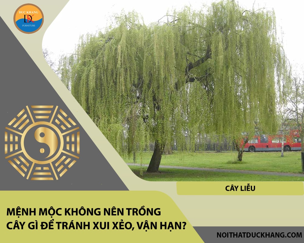 Mệnh Mộc không nên trồng cây gì để tránh xui xẻo, vận hạn - Cây liễu Mệnh Mộc không nên trồng cây gì để tránh xui xẻo, vận hạn - Cây liễu