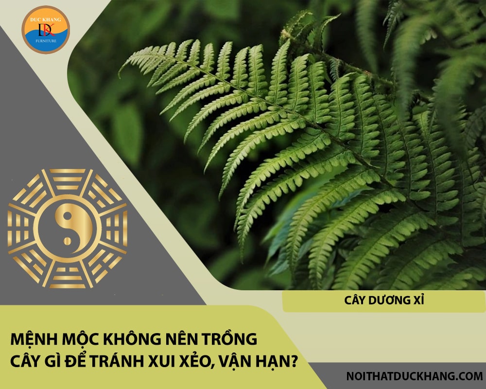 Mệnh Mộc không nên trồng cây gì để tránh xui xẻo, vận hạn?