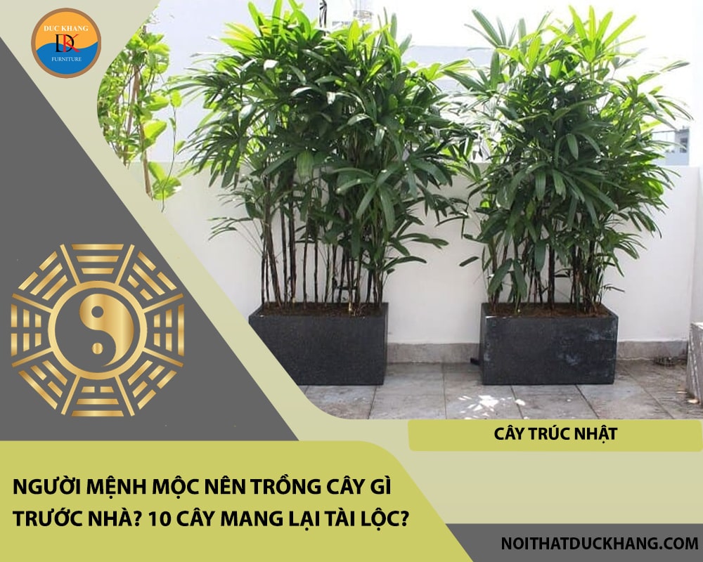 Người mệnh Mộc nên trồng cây gì trước nhà - Cây trúc nhật Người mệnh Mộc nên trồng cây gì trước nhà - Cây trúc nhật
