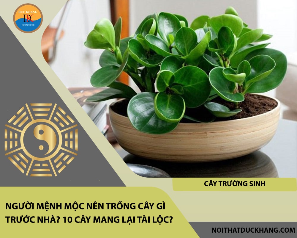 Người mệnh Mộc nên trồng cây gì trước nhà - Cây trường sinh Người mệnh Mộc nên trồng cây gì trước nhà - Cây trường sinh