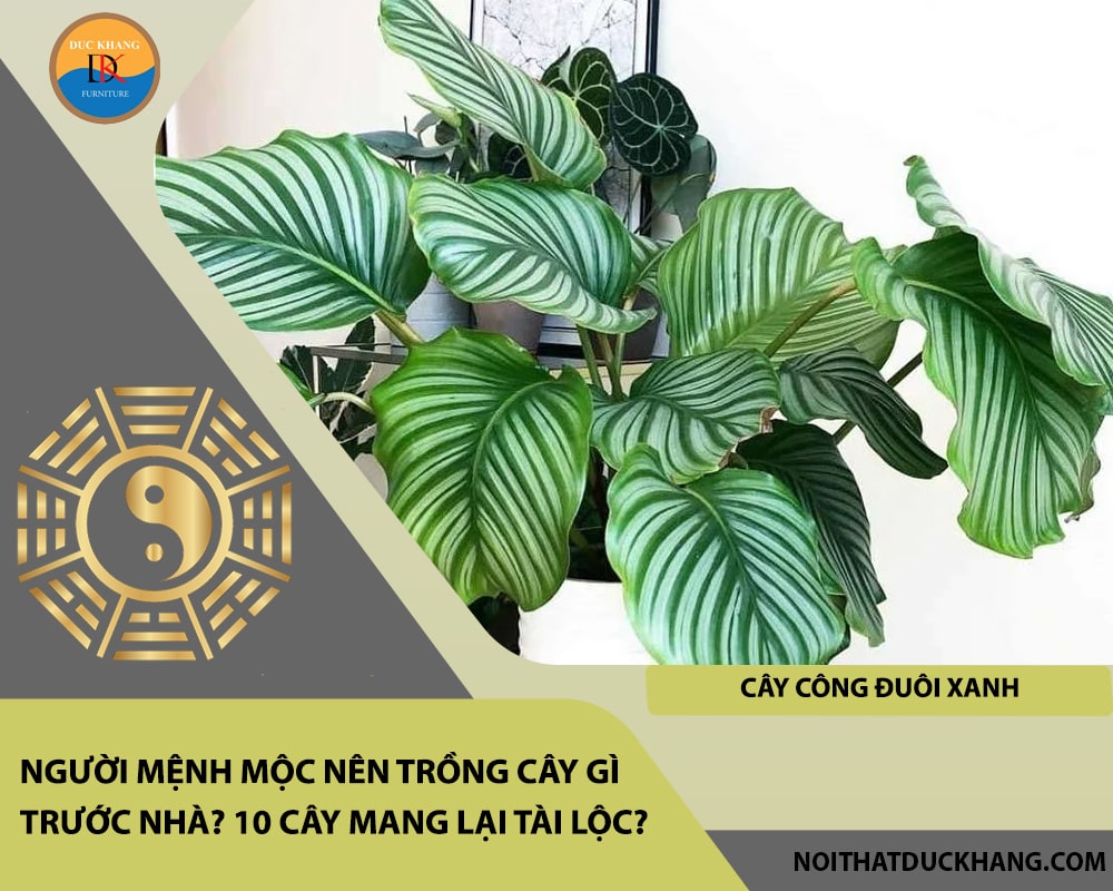 Người mệnh Mộc nên trồng cây gì trước nhà? 10 cây mang lại tài lộc?