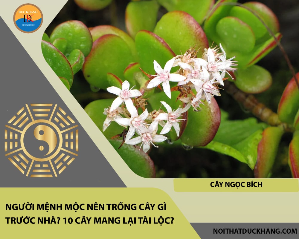 Người mệnh Mộc nên trồng cây gì trước nhà - Cây Ngọc Bích Người mệnh Mộc nên trồng cây gì trước nhà - Cây Ngọc Bích