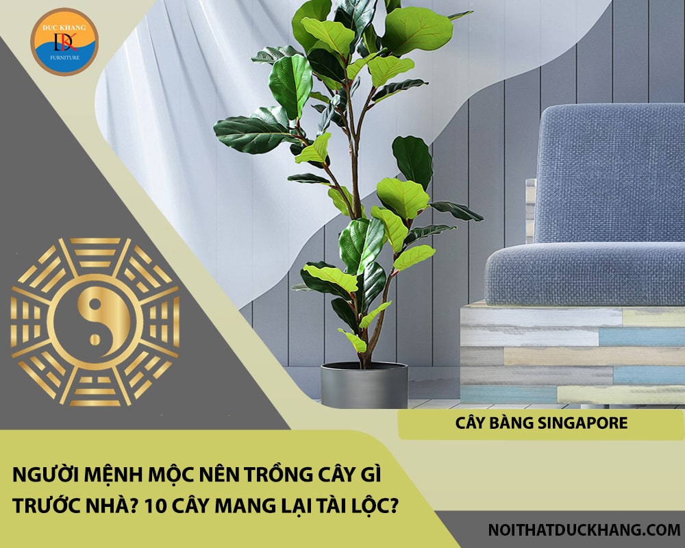 Người mệnh Mộc nên trồng cây gì trước nhà - Cây bàng Singapore Người mệnh Mộc nên trồng cây gì trước nhà - Cây bàng Singapore