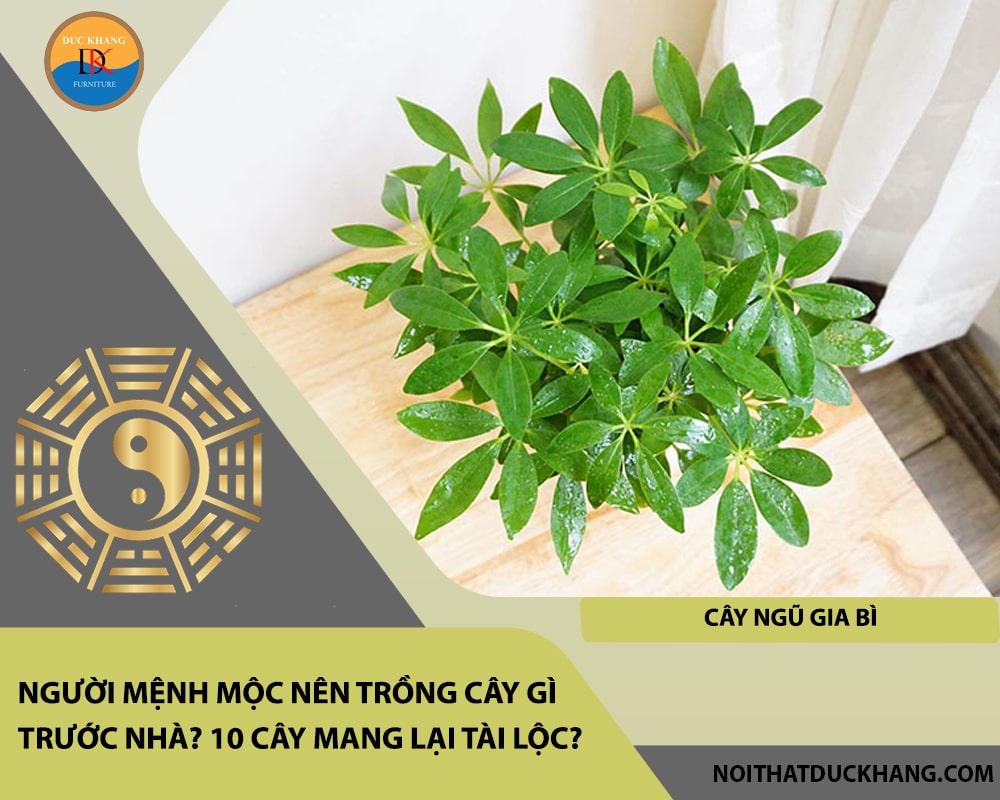 Người mệnh Mộc nên trồng cây gì trước nhà - Cây ngũ gia bì Người mệnh Mộc nên trồng cây gì trước nhà - Cây ngũ gia bì