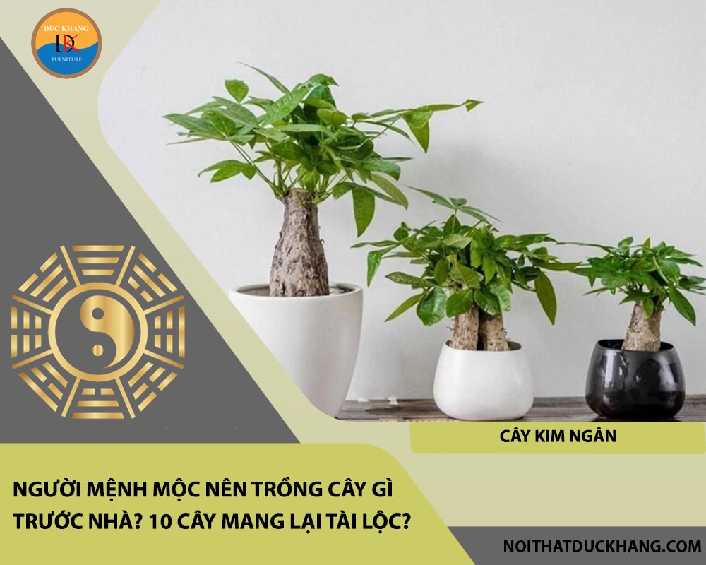 Người mệnh Mộc nên trồng cây gì trước nhà - Cây kim ngân Người mệnh Mộc nên trồng cây gì trước nhà - Cây kim ngân