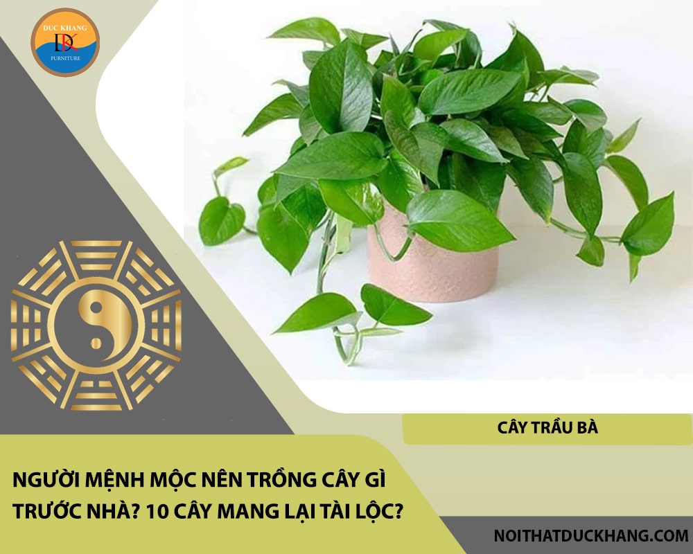 Người mệnh Mộc nên trồng cây gì trước nhà - Cây trầu bà Người mệnh Mộc nên trồng cây gì trước nhà - Cây trầu bà