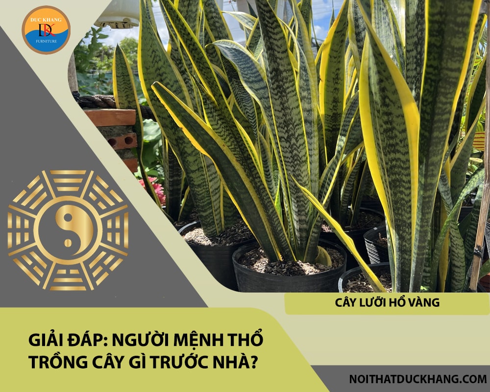 Người mệnh Thổ trồng cây gì trước nhà - Cây lưỡi hổ vàng Người mệnh Thổ trồng cây gì trước nhà - Cây lưỡi hổ vàng