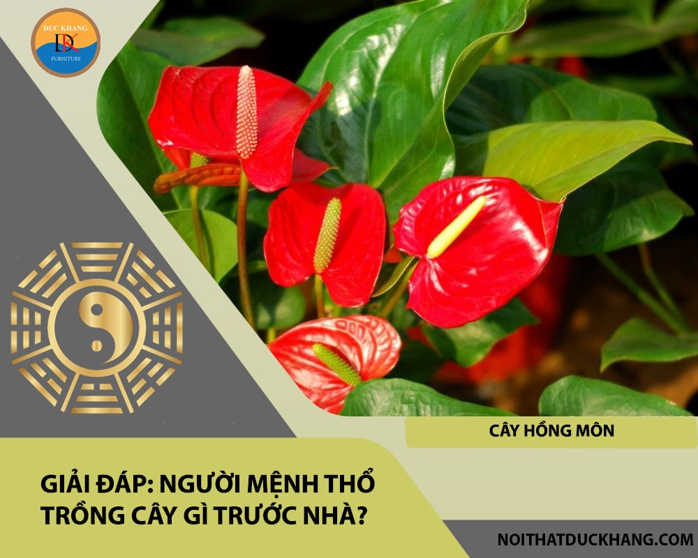Người mệnh Thổ trồng cây gì trước nhà - Cây hồng môn Người mệnh Thổ trồng cây gì trước nhà - Cây hồng môn
