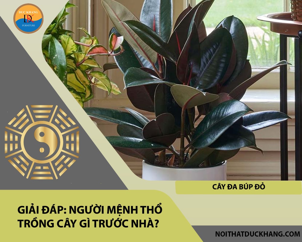 Người mệnh Thổ trồng cây gì trước nhà - Cây đa búp đỏ Người mệnh Thổ trồng cây gì trước nhà - Cây đa búp đỏ