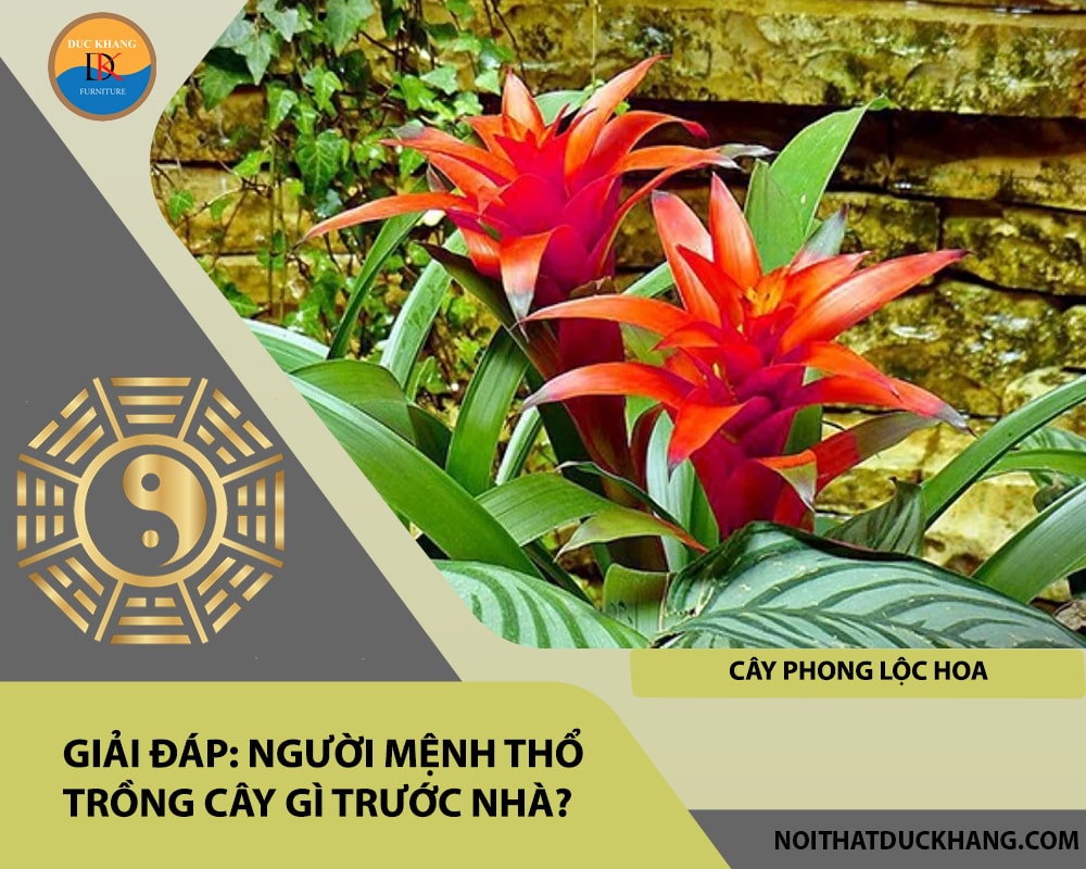 Người mệnh Thổ trồng cây gì trước nhà - Cây phong lộc hoa Người mệnh Thổ trồng cây gì trước nhà - Cây phong lộc hoa