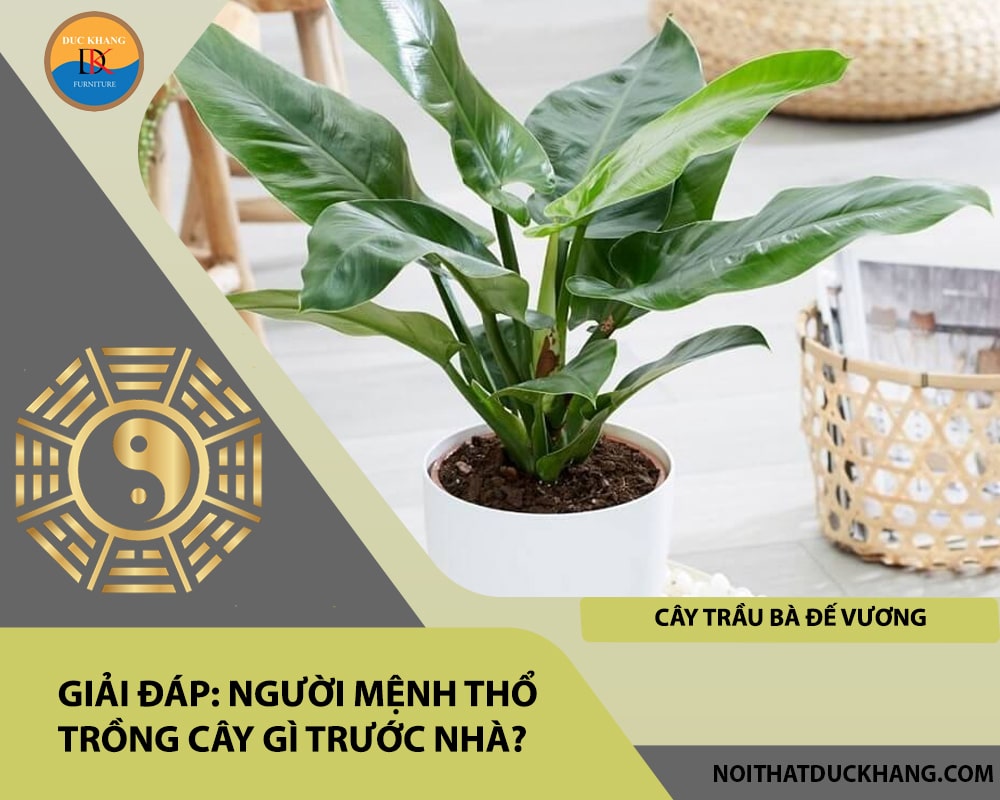Người mệnh Thổ trồng cây gì trước nhà - Cây trầu bà đế vương Người mệnh Thổ trồng cây gì trước nhà - Cây trầu bà đế vương