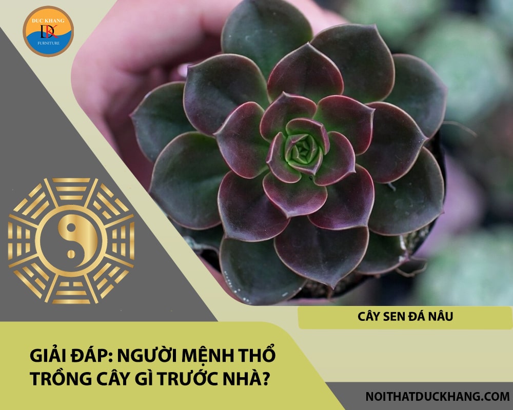 Người mệnh Thổ trồng cây gì trước nhà - Cây sen đá nâu Người mệnh Thổ trồng cây gì trước nhà - Cây sen đá nâu