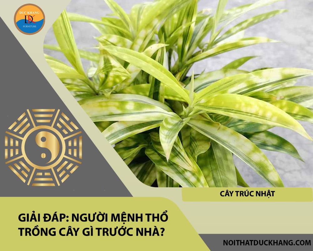 Người mệnh Thổ trồng cây gì trước nhà - Cây trúc Nhật Người mệnh Thổ trồng cây gì trước nhà - Cây trúc Nhật