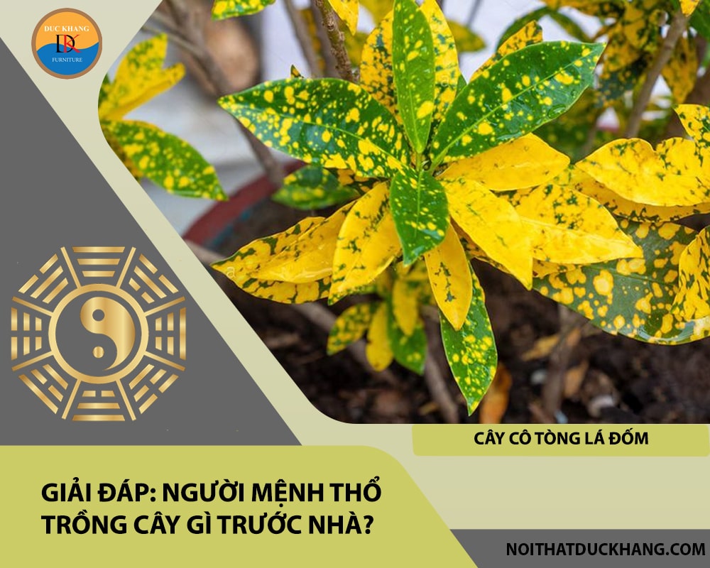 Người mệnh Thổ trồng cây gì trước nhà - Cây cô tòng lá đốm Người mệnh Thổ trồng cây gì trước nhà - Cây cô tòng lá đốm