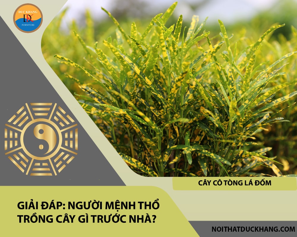 Giải đáp: Người mệnh Thổ trồng cây gì trước nhà?