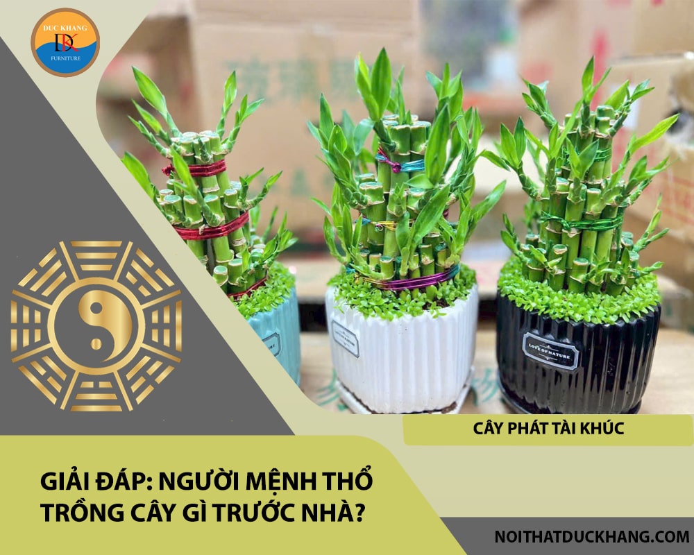 Người mệnh Thổ trồng cây gì trước nhà - Cây phát tài khúc Người mệnh Thổ trồng cây gì trước nhà - Cây phát tài khúc