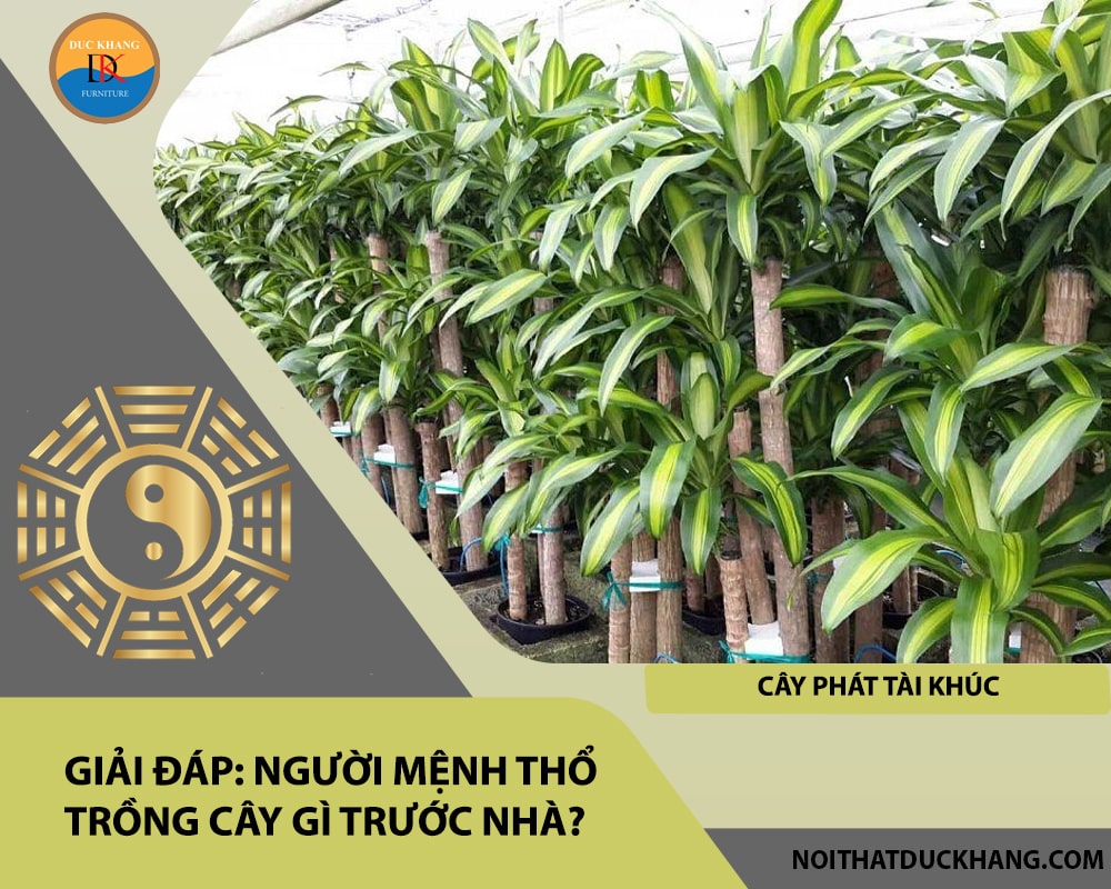 Người mệnh Thổ trồng cây gì trước nhà - Cây phát tài khúc Người mệnh Thổ trồng cây gì trước nhà - Cây phát tài khúc