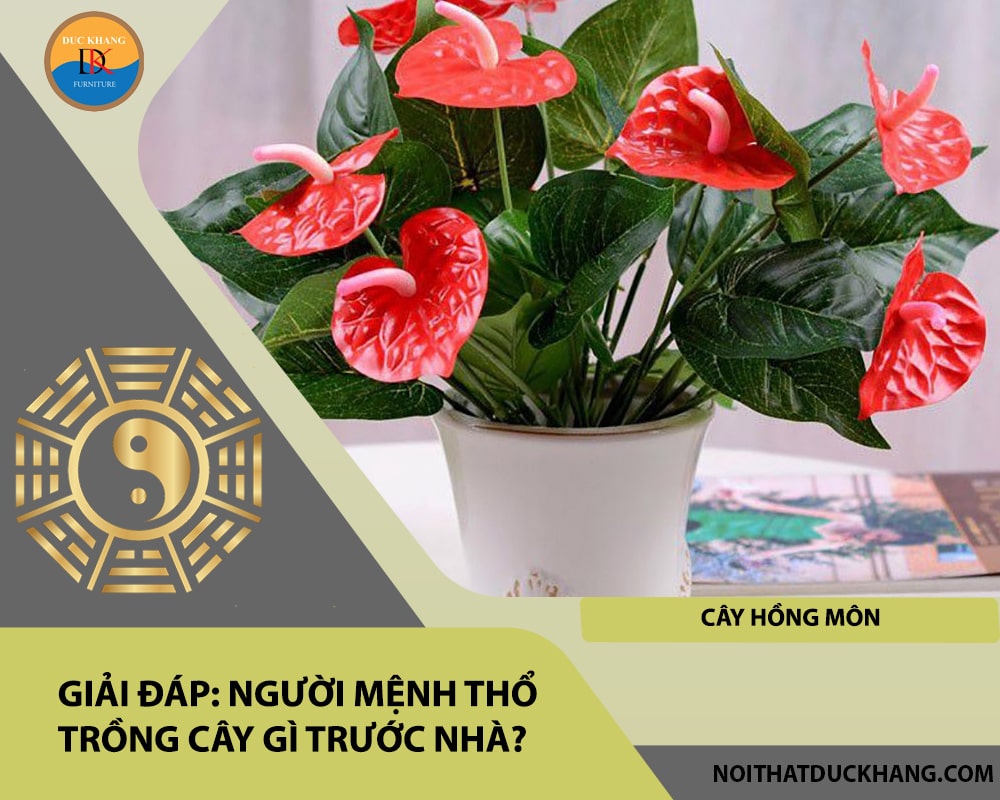 Người mệnh Thổ trồng cây gì trước nhà - Cây hồng môn Người mệnh Thổ trồng cây gì trước nhà - Cây hồng môn