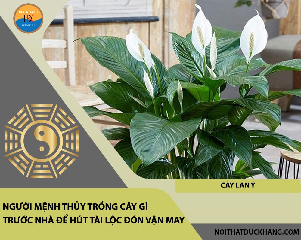 Người mệnh Thủy trồng cây gì trước nhà để hút tài lộc đón vận may - Cây Lan Ý Người mệnh Thủy trồng cây gì trước nhà để hút tài lộc đón vận may - Cây Lan Ý