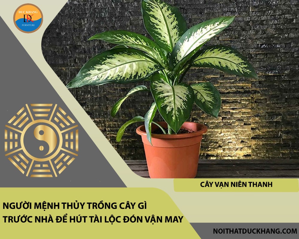 Người mệnh Thủy trồng cây gì trước nhà để hút tài lộc đón vận may